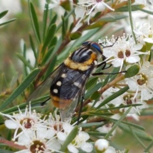 Scaptia (Scaptia) auriflua at Watson, ACT - 13 Dec 2020