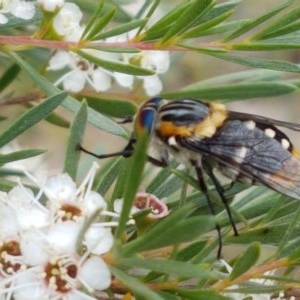 Scaptia (Scaptia) auriflua at Watson, ACT - 13 Dec 2020 11:11 AM