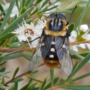 Scaptia (Scaptia) auriflua at Watson, ACT - 13 Dec 2020