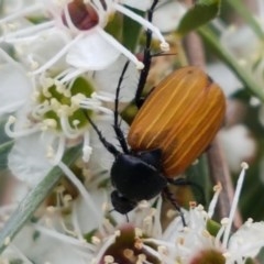 Phyllotocus rufipennis (Nectar scarab) at Black Mountain - 13 Dec 2020 by trevorpreston