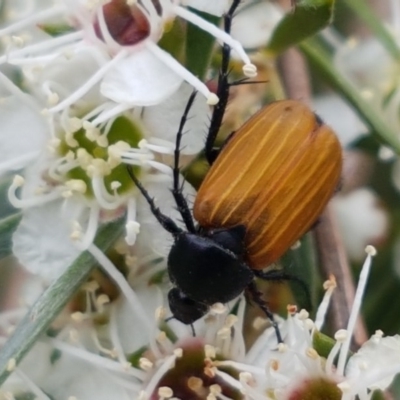 Phyllotocus rufipennis (Nectar scarab) at Watson, ACT - 13 Dec 2020 by tpreston