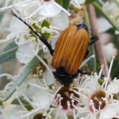 Phyllotocus rufipennis at Watson, ACT - 13 Dec 2020