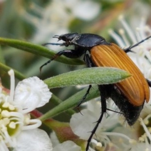 Phyllotocus rufipennis at Watson, ACT - 13 Dec 2020