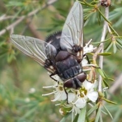 Rutilia sp. (genus) (A Rutilia bristle fly, subgenus unknown) at Watson, ACT - 13 Dec 2020 by trevorpreston