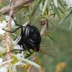 Rutilia sp. (genus) at Watson, ACT - 13 Dec 2020 11:31 AM