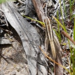 Macrotona securiformis (Inland Macrotona) at Black Mountain - 13 Dec 2020 by trevorpreston