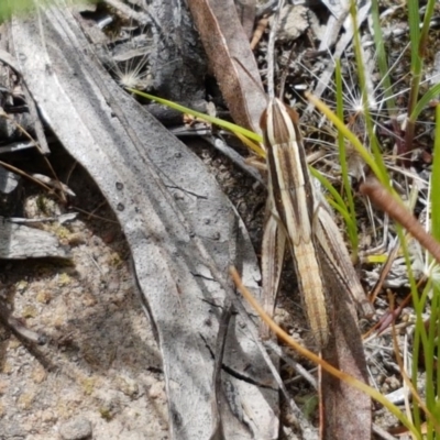 Macrotona securiformis (Inland Macrotona) at Watson, ACT - 13 Dec 2020 by trevorpreston