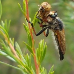 Neoscleropogon sp. (genus) (Robber fly) at Black Mountain - 13 Dec 2020 by trevorpreston