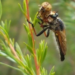 Neoscleropogon sp. (genus) (Robber fly) at Watson, ACT - 13 Dec 2020 by trevorpreston