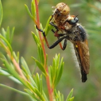 Neoscleropogon sp. (genus) (Robber fly) at Watson, ACT - 13 Dec 2020 by tpreston