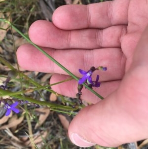 Lobelia browniana at O'Malley, ACT - 12 Dec 2020 03:20 PM