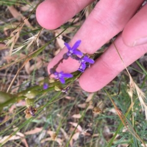 Lobelia browniana at O'Malley, ACT - 12 Dec 2020