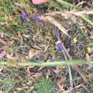 Lobelia browniana at O'Malley, ACT - 12 Dec 2020 03:20 PM