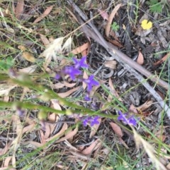 Lobelia browniana at O'Malley, ACT - 12 Dec 2020 03:20 PM