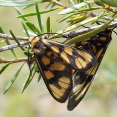 Amata nr aperta (Pale Spotted Tiger Moth) at Yarralumla, ACT - 13 Dec 2020 by trevorpreston