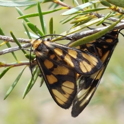 Amata nr aperta (Pale Spotted Tiger Moth) at Yarralumla, ACT - 13 Dec 2020 by trevorpreston