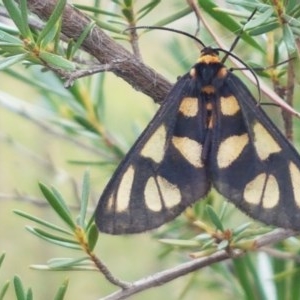 Amata (genus) at Watson, ACT - 13 Dec 2020 11:18 AM