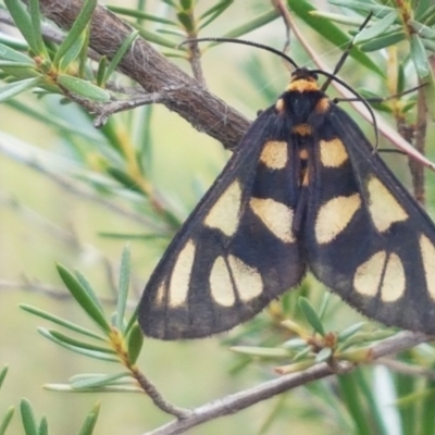 Amata (genus) (Handmaiden Moth) at Black Mountain - 13 Dec 2020 by trevorpreston