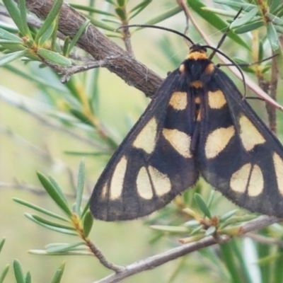 Amata (genus) (Handmaiden Moth) at Watson, ACT - 13 Dec 2020 by trevorpreston