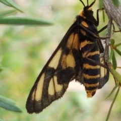 Amata (genus) at Watson, ACT - 13 Dec 2020 11:18 AM