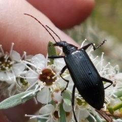 Tanychilus sp. (genus) (Comb-clawed beetle) at Black Mountain - 13 Dec 2020 by trevorpreston