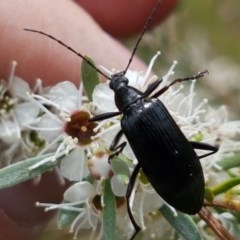 Tanychilus sp. (genus) at Watson, ACT - 13 Dec 2020