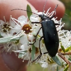 Tanychilus sp. (genus) at Watson, ACT - 13 Dec 2020 11:16 AM