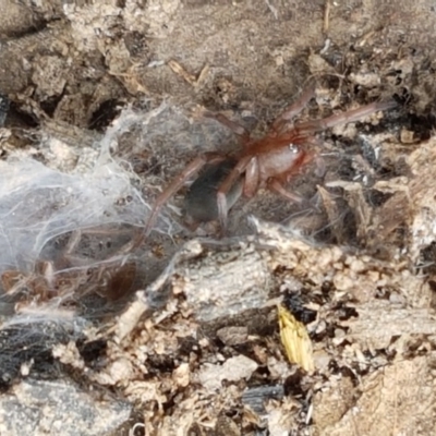 Gnaphosidae (family) (Ground spider) at Black Mountain - 13 Dec 2020 by trevorpreston
