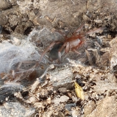 Gnaphosidae (family) (Ground spider) at Watson, ACT - 13 Dec 2020 by trevorpreston