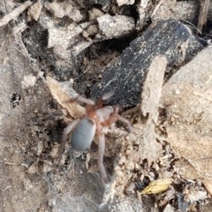 Gnaphosidae (family) at Watson, ACT - 13 Dec 2020