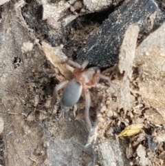 Gnaphosidae (family) at Watson, ACT - 13 Dec 2020