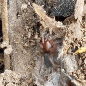 Gnaphosidae (family) at Watson, ACT - 13 Dec 2020