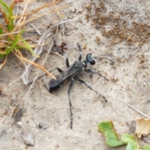 Sphex sp. (genus) at Watson, ACT - 13 Dec 2020 11:14 AM