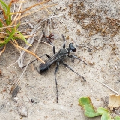 Sphex sp. (genus) (Unidentified Sphex digger wasp) at Black Mountain - 13 Dec 2020 by trevorpreston