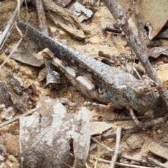 Pycnostictus seriatus (Common Bandwing) at Black Mountain - 13 Dec 2020 by trevorpreston