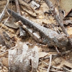 Pycnostictus seriatus at Watson, ACT - 13 Dec 2020