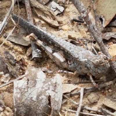 Pycnostictus seriatus (Common Bandwing) at Watson, ACT - 13 Dec 2020 by trevorpreston