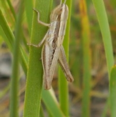 Macrotona australis (Common Macrotona Grasshopper) at Aranda, ACT - 13 Dec 2020 by trevorpreston