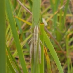 Macrotona australis at Aranda, ACT - 13 Dec 2020