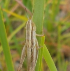 Macrotona australis at Aranda, ACT - 13 Dec 2020