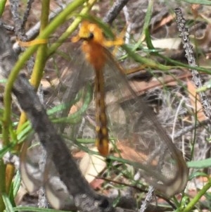 Nymphes myrmeleonoides at O'Malley, ACT - 12 Dec 2020