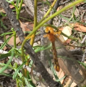 Nymphes myrmeleonoides at O'Malley, ACT - 12 Dec 2020