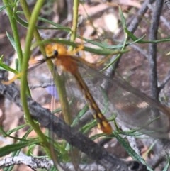 Nymphes myrmeleonoides at O'Malley, ACT - 12 Dec 2020