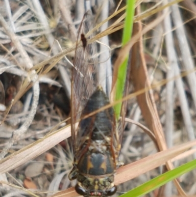 Galanga labeculata (Double-spotted cicada) at Aranda Bushland - 12 Dec 2020 by trevorpreston