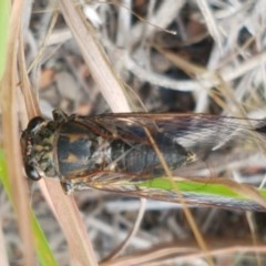 Galanga labeculata at Aranda, ACT - 13 Dec 2020