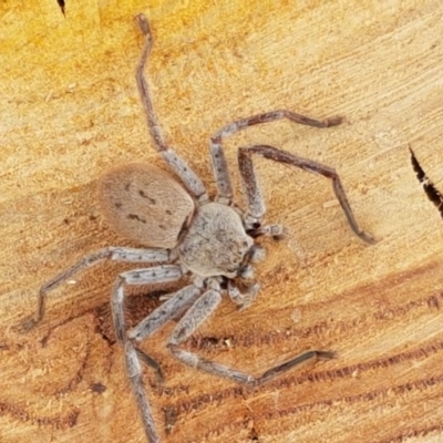 Isopeda sp. (genus) (Huntsman Spider) at Aranda Bushland - 13 Dec 2020 by trevorpreston