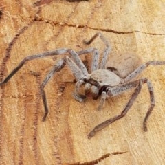 Isopeda sp. (genus) at Aranda, ACT - 13 Dec 2020