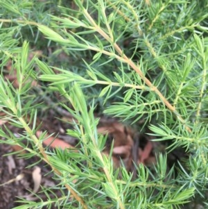 Juniperus communis at O'Malley, ACT - 12 Dec 2020