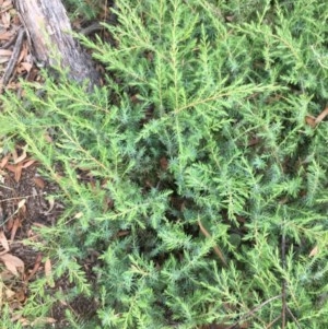 Juniperus communis at O'Malley, ACT - 12 Dec 2020