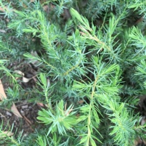 Juniperus communis at O'Malley, ACT - 12 Dec 2020